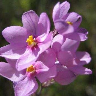 5 Ixia micrandra Seeds - Indigenous South African Endemic Perennial Bulb Seeds From Africa