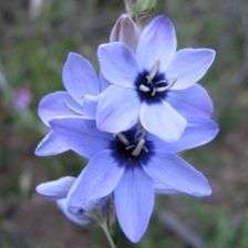 Ixia pavonia Seeds - Indigenous South African Endemic Perennial Bulb Seeds From Africa