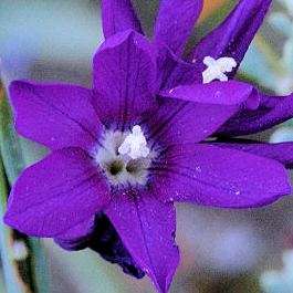 Ixia rivulicola Seeds - Indigenous South African Perennial Bulb Seeds From Africa