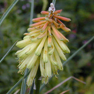 10 Kniphofia stricta Seeds - Indigenous South African Perennial Bulb Seeds from Africa