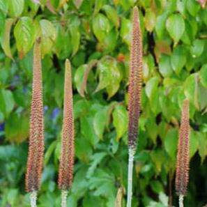 10 Kniphofia typhoides Seeds - Indigenous South African Perennial Bulb Seeds from Africa