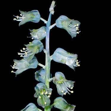 Lachenalia attenuata Seeds - South African Endemic Perennial Bulb - Insured Flat Ship Rate