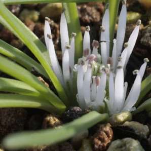 4 Lachenalia barkeriana Seeds - South African Endemic Perennial Bulb - Insured Flat Ship Rate
