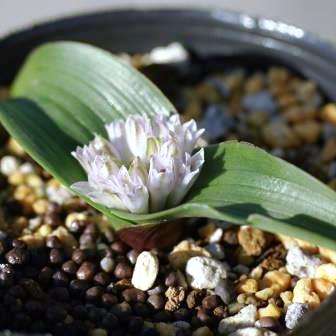5 Lachenalia calcicola Seeds - South African Indigenous Perennial Bulb - Insured Flat Ship Rate