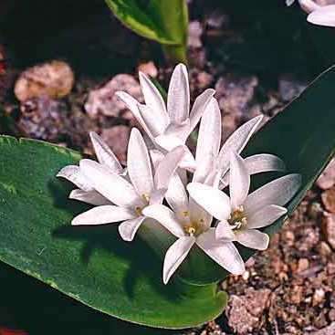 Lachenalia ensifolia ssp maughanii Seeds - South African Endemic Perennial Bulb - Flat Ship Rate