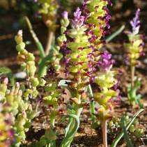 20 Lachenalia framesii Seeds - South African Endemic Perennial Bulb - Insured Flat Ship Rate