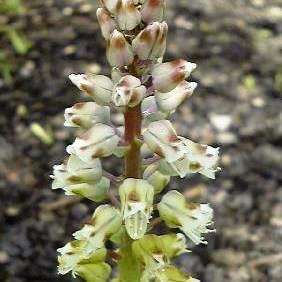 Lachenalia gillettii Seeds - South African Endemic Perennial Bulb - Insured Flat Ship Rate