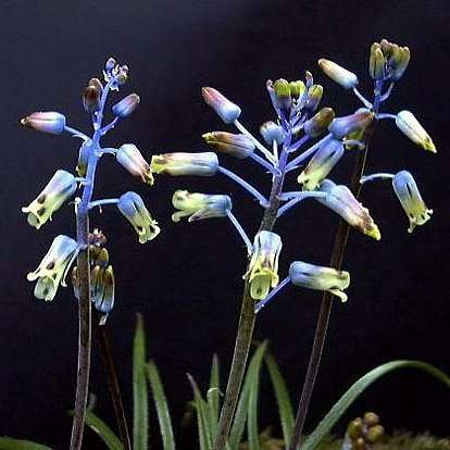 10 Lachenalia hirta var hirta Seeds - South African Endemic Perennial Bulb - Insured Flat Ship Rate