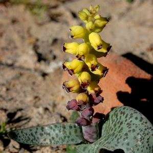 5 Lachenalia karoopoortensis Seeds - South African Endemic Perennial Bulb - Insured Flat Ship Rate