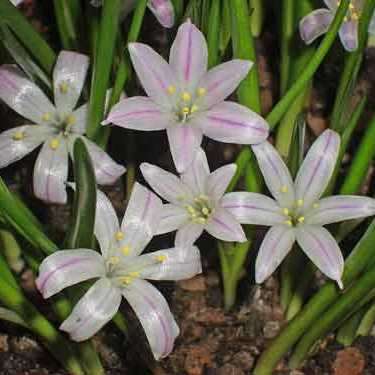 Lachenalia longituba Seeds - South African Endemic Perennial Bulb - Insured Flat Ship Rate