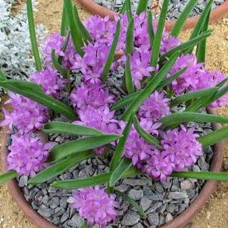 Lachenalia pauciflora Seeds - South African Endemic Perennial Bulb - Insured Flat Ship Rate