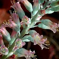 3 Lachenalia salteri Seeds - South African Endemic Perennial Bulb - Insured Flat Ship Rate