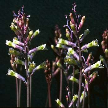 10 Lachenalia trichophylla Seeds - South African Endemic Perennial Bulb - Insured Flat Ship Rate