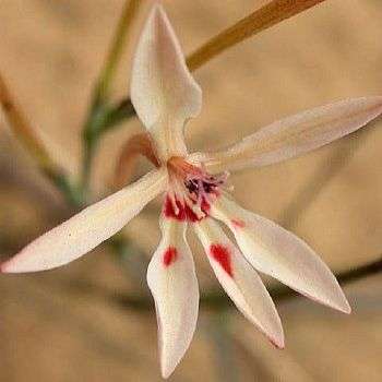 10 Lapeirousia anceps Seeds - Indigenous South African Endemic Perennial Bulb Seeds from Africa