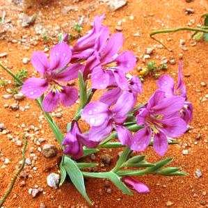 Lapeirousia barklyi Seeds - Indigenous South African Endemic Perennial Bulb Seeds from Africa