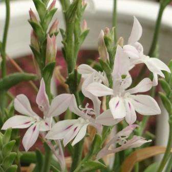 Lapeirousia divaricata Seeds - Indigenous South African Endemic Perennial Bulb Seeds from Africa