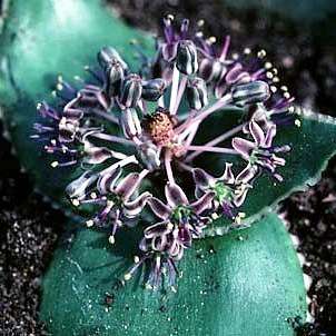 Ledebouria marginata Seeds - Worldwide Shipping - Indigenous South African Bulbs