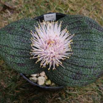 Massonia pustulata Seeds - Indigenous South African Native Perennial Bulb Seeds from Africa