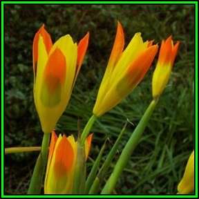 Moraea elegans Seeds - Rare Indigenous Endemic Perennial Bulb - Combined Global Shipping