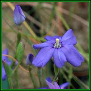 Moraea herrei - 5 Seed Pack - Indigenous Endemic Perennial Bulb - Combined Global Shipping