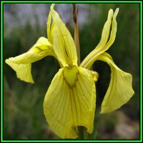 Moraea neglecta - 10 Seed Pack - Indigenous Endemic Perennial Bulb - Combined Global Shipping