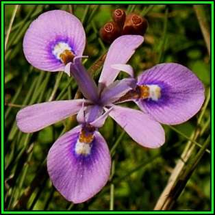 Moraea elliottii Seeds - Indigenous South African Perennial Bulb - Flat Ship Rate - New