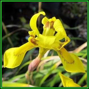 Moraea huttonii - 10 Seed Pack - Indigenous Perennial Bulb - Free Seeds with ALL Orders - New