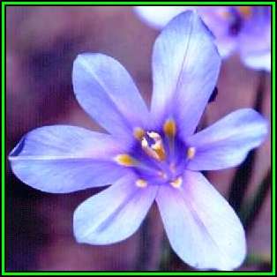 Moraea polyanthos Seeds - Fragrant Indigenous Endemic Perennial Bulb - New