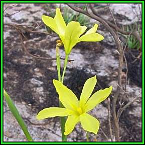 Moraea pyrophila Seeds - Indigenous Endemic Perennial Bulb - Insured Flat Ship Rate - New