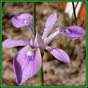 Moraea setifolia Seeds - Indigenous Endemic Perennial Bulb - Insured Flat Ship Rate - New