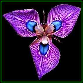 Moraea villosa Seeds - Rare Scented Endemic Perennial Bulb -Insured Flat Ship Rate- New