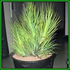 Nivenia corymbosa Seeds - Indigenous Endemic Caudiciform Perennial Bulb Shrub - New