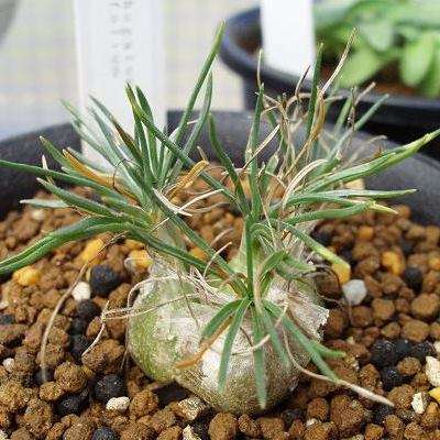 Ornithogalum juncifolium Seeds - Indigenous South African Perennial Bulb - Flat Ship Rate - New