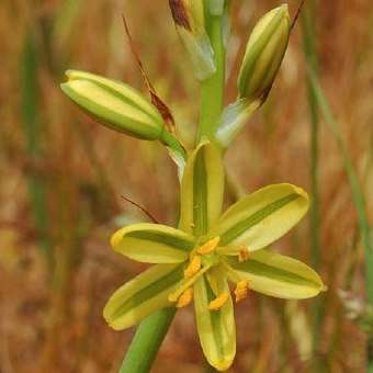 10 Ornithogalum suaveolens Seeds - Indigenous South African Perennial Bulb - Global Shipping - New