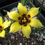 Romulea austinii Seeds - Indigenous South African Endemic Perennial Bulb - Insured Flat Ship Rate