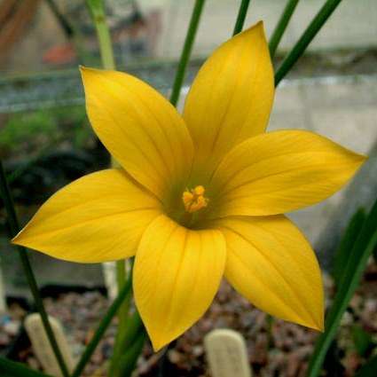 Romulea citrina Seeds - Indigenous South African Endemic Perennial Bulb - Insured Flat Ship Rate