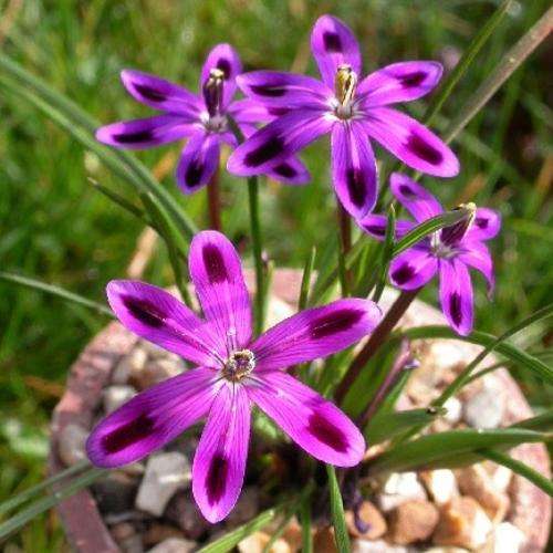 Romulea hantamensis Seeds - Rare South African Endemic Perennial Bulb - Insured Flat Ship Rate