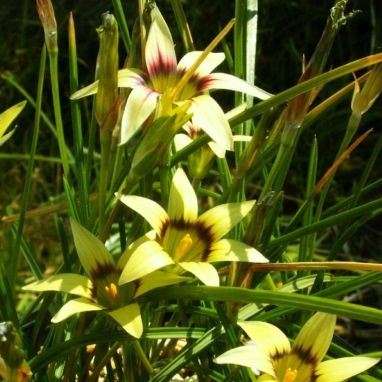 Romulea hirta Seeds - Indigenous South African Endemic Perennial Bulb - Insured Flat Ship Rate