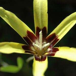 Sparaxis maculosa Seeds - Very Rare Indigenous South African Endemic Perennial Bulb