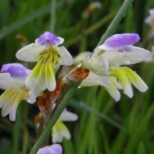 10 Sparaxis villosa Seeds - Indigenous South African Endemic Perennial Bulb - Flat Ship Rate