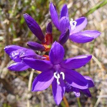 10 Thereianthus bracteolatus Seeds - Indigenous South African Endemic Perennial Bulb