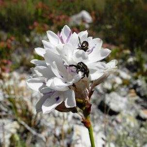 10 Thereianthus ixioides Seeds - Rare Indigenous South African Endemic Perennial Bulb