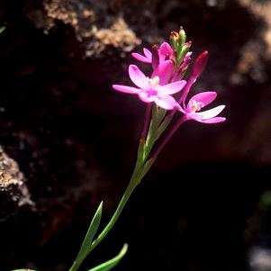 5 Thereianthus minutus Seeds - Indigenous South African Endemic Perennial Bulb