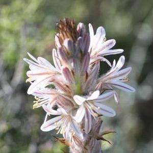 10 Trachyandra falcata Seeds - Indigenous South African Perennial Bulb Seeds From Africa