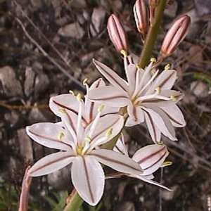 5 Trachyandra hirsuta Seeds - Indigenous South African Endemic Perennial Bulb Seeds From Africa