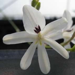 Tritonia pallida Seeds - Indigenous South African Endemic Perennial Bulb - Insured Flat Ship Rate