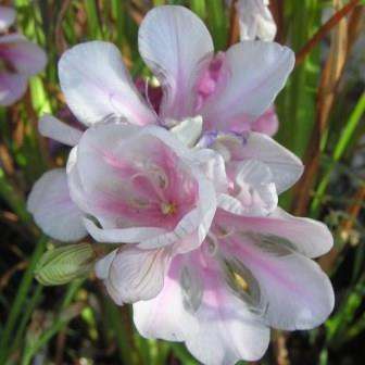 Tritonia squalida Seeds Indigenous South African Endemic Perennial Bulb - Insured Flat Ship Rate
