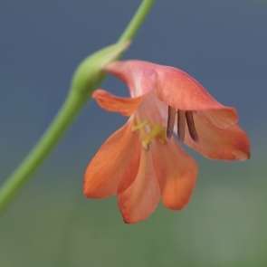 10 Tritonia nelsonii Seeds Indigenous South African Perennial Bulb - Insured Flat Ship Rate