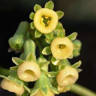 Tulbaghia dregeana Seeds - Indigenous South African Endemic Perennial Bulb Insured Flat Ship Rate