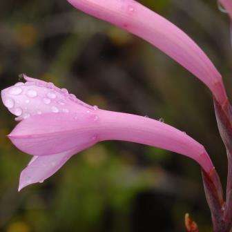 10 Watsonia fourcadei Seeds - Indigenous South African Endemic Perennial Bulb Seeds from Africa